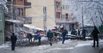 Lisi bie në rrugë, bllokon qarkullimin afër parkut në kryeqytet