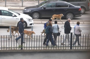 Qytetari sulmohet nga qentë endacak në qendër të Prishtinës 