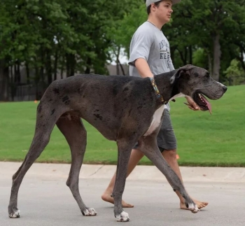 Zeus, qeni më i madh në botë