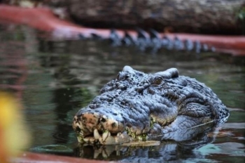 Krokodili më i madh në botë feston ditëlindjen e 120-të