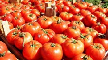 AVU në pritje të rezultateve për domatet e importuara nga Shqipëria