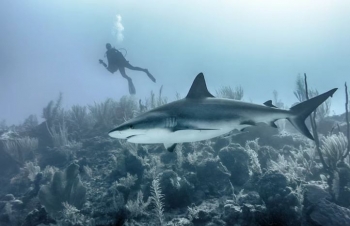 Ekipi i Netflixit sulmohet nga peshkaqenët gjatë kohës sa po xhironte një dokumentar