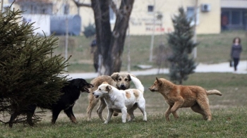 Prishtina nis aksionin për largimin e qenve endacakë nga rruga
