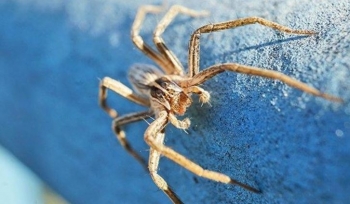 Arsyeja pse nuk duhet të vrisni kurrë një merimangë në shtëpinë tuaj
