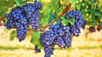 5 Arsye Përse Duhet të Hani më Shumë Rrush të Zi 