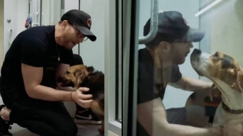 Chris Evans befason dhe përqafon qentë strehues për Ditën Kombëtare të Qenit