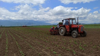 Bunjaku: Ndryshimet klimatike ndikuan në rendimentin e kulturave bujqësore