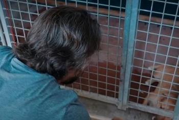 Rama: Në më pak se një javë, adoptohen 30 qen endacakë