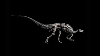 Një dinosaur i rrallë shitet në një ankand në Paris, çmimi pritet të kalojë një milion euro