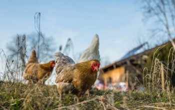 Afrika e Jugut vret 7.5 milionë pula në përpjekje të frenojë shpërthimin e gripit të shpendëve