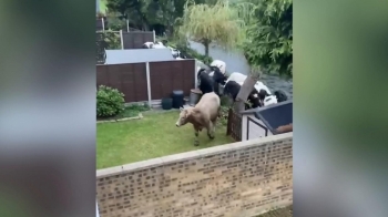 Lopët shkaktojnë trazira në Angli