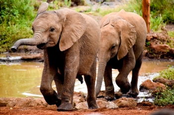 Bakteri i gjetur te elefantët afrikanë mund të shpjegojë vdekjet e papritura