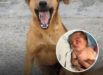 Foshnja e porsalindur shpëtohet nga qeni endacak pasi u braktis në plehra