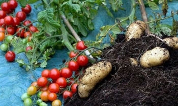 Kosova importoi vjet domate e patate në vlerë mbi 18 milionë euro