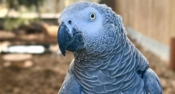 Kopshti zoologjik britanik ka një plan të ri për të rehabilituar papagajtë e tij me gojë të vogël
