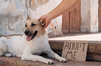 Komuna e Prishtinës njofton për adoptimin e 10 qenve