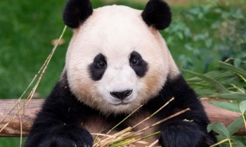 Koreanët e Jugut vajtojnë ndërsa panda e parë e famshme e vendit, Fu Bao, shkon në Kinë