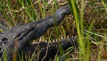 Një burrë shpëtoi pasi u kafshua nga një krokodil në Everglades