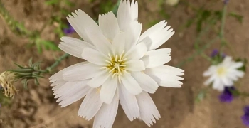 Kalifornia është e gatshme për një 'superlulëzim' lulesh të egra