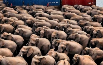 Botsvana kërcënon të dërgojë 20,000 elefantë në Gjermani