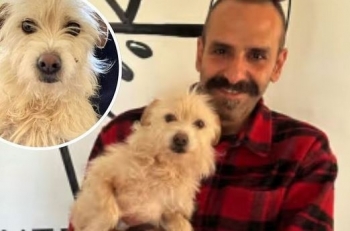Një qen i Kalifornisë i zhdukur që nga vera e kaluar u gjet në Michigan dhe u ribashkua me pronarin