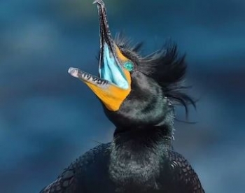 Gjatë sezonit të shumimit, pjesa e brendshme e gojës së këtij zogu bëhet blu