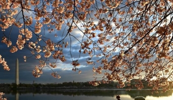 Japonia do të dhurojë Shteteve të Bashkuara 250 pemë qershi të reja për Liqenin Tidal në Uashington D.C.