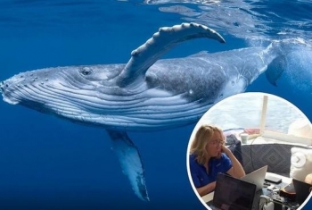 Shkencëtarët angazhohen në një bisedë me balenën me shpresën për të përmirësuar komunikimin me jashtëtokësorët