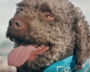 Aeroporti i Stambollit punësoi 5 qen terapie për të ndihmuar udhëtarët në ankth