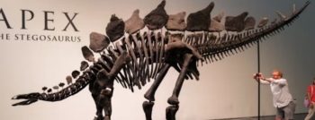 Fosili më i madh i gjetur ndonjëherë i një stegosaurusi shitet për 44.6 milionë dollarë 