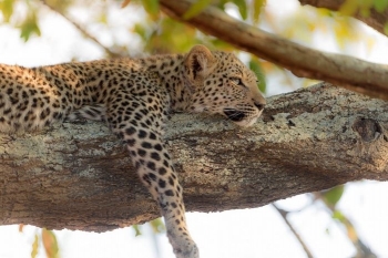 Leopardët - mjeshtrit e relaksit në natyrë