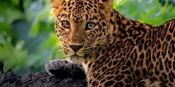 Kapet për herë të parë në Indi një leopard i egër me sy të ndryshëm 