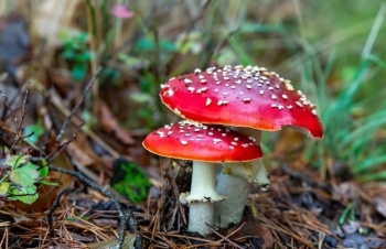 Zbulimi që mund të shpëtojë planetin – një kërpudhë nga Amazonia “ha” plastikën edhe pa oksigjen