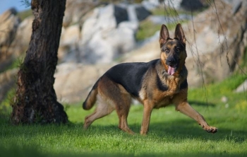Qentë që “dështuan” në akademinë e policisë po kërkojnë shtëpi