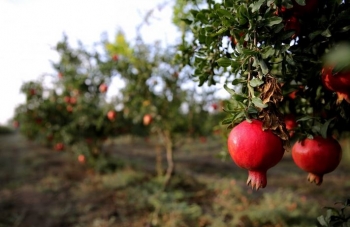 Qytetet në Zelandën e Re mbjellin pemë frutore për publikun — ushqim falas për të gjithë 