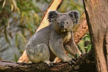Interesante: Kur dashuria dështon, koalat thjesht flenë përsëri 
