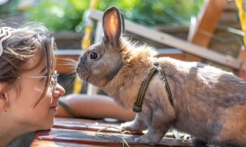 Kopshti zoologjik në Danimarkë kërkon kafshë shtëpiake për t’i ushqyer grabitqarët