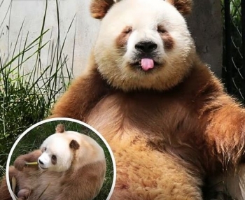Qizai - panda gjigant me ngjyrë të bardhë dhe kafe, unik në botë