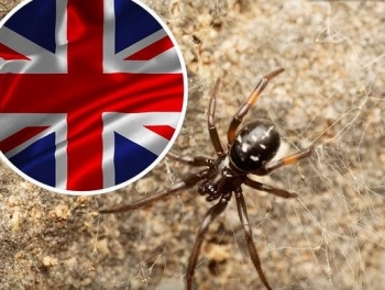Britanikët paralajmërohen të mbajnë dritaret mbyllur për 4 javë, nis sezoni i shumimit të merimangës False Widow