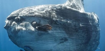 Mola mola – Peshku më i rëndë dhe më i çuditshëm i oqeanit
