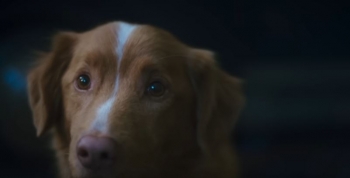 Good Boy: Horror supranatural nga perspektiva e një qeni