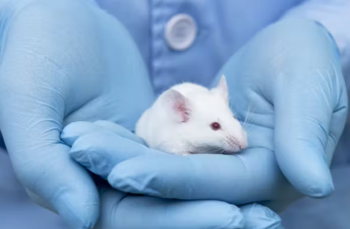 Studimi i Harvardit arrin të zhdukë simptomat e Alzheimerit për herë të parë tek minjtë!