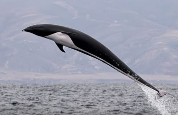 Delfini verior pa pendë shpine – një mrekulli elegante e oqeanit