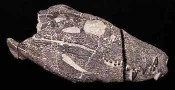 Zbulimi i rrallë në Argjentinë: Skeleti i një krokodili gjigant që hante dinosaurë