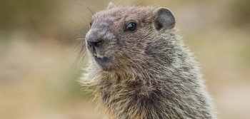 Quokka - kafsha më e lumtur në botë që buzëqesh gjithmonë
