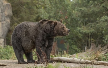 Japonia rekruton gjuetarë për të ndalur sulmet e arinjve
