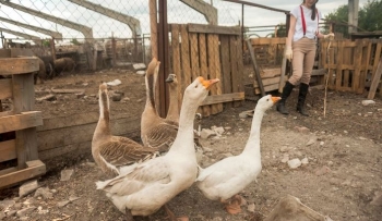 Kosova ndalon importin e shpezëve dhe produkteve nga Gjermania pas konfirmimit të Gripit të Shpezëve H5N1