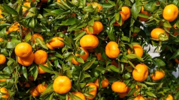 Përfitimet shëndetësore të mandarinave: më shumë se thjesht një frut dimri