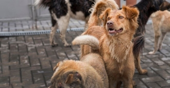FDK: Mbi 50 mijë qen endacakë në Kosovë, vetëm 11% të sterilizuar