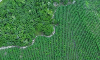 Si po e mbronë inteligjenca artificiale pyllin tropikal brazilian?
